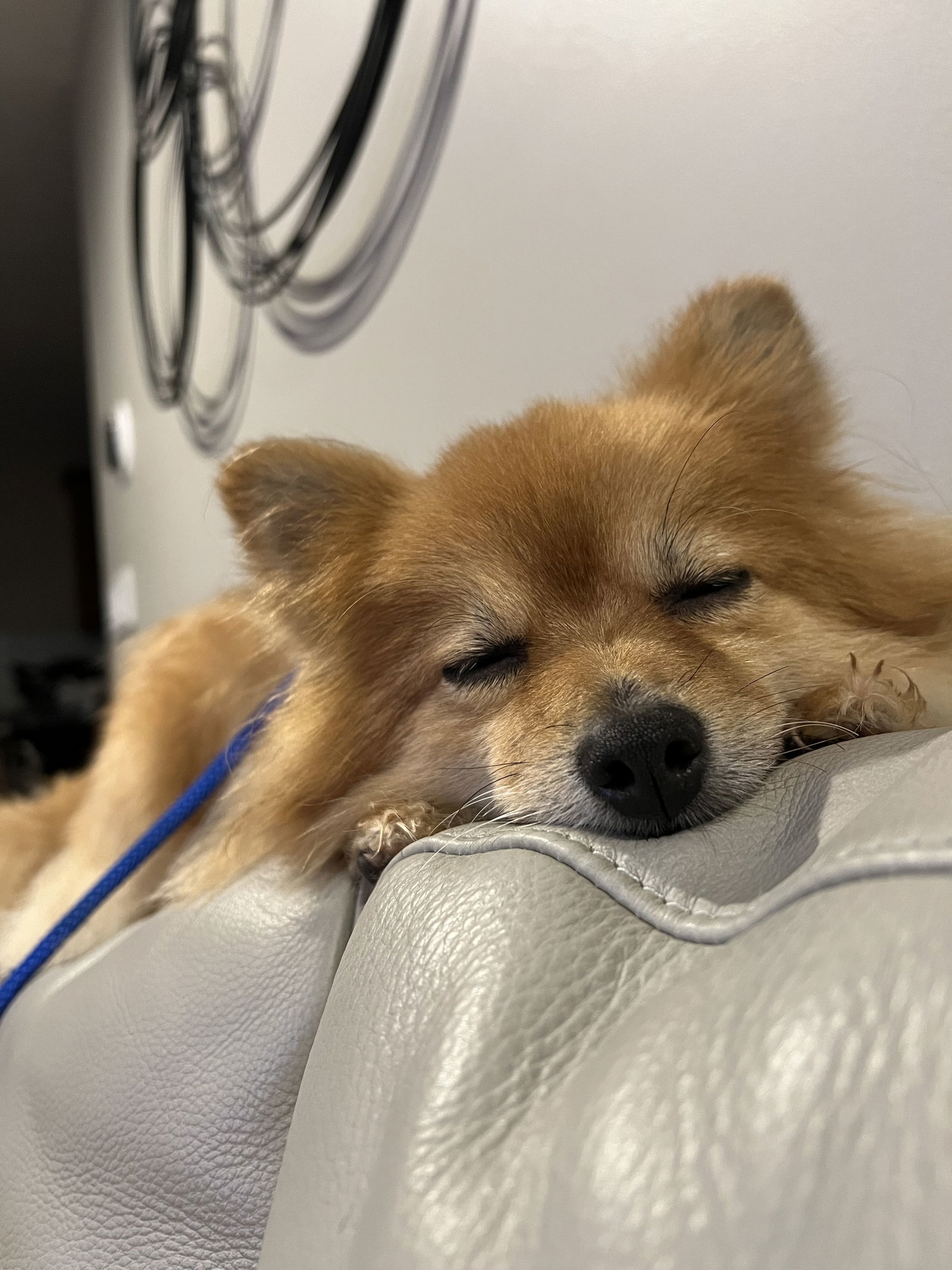 Koko