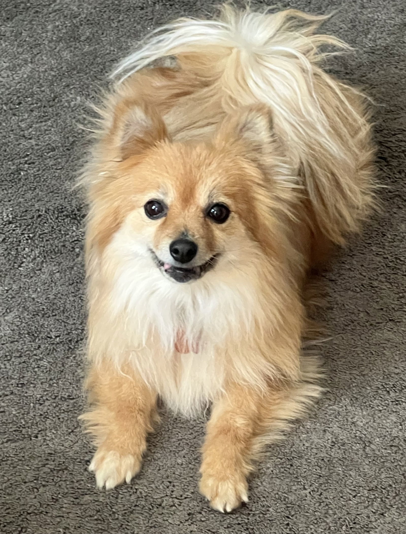 Koko