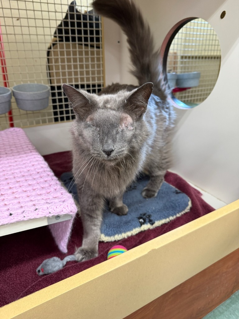 Pudge (Petco)