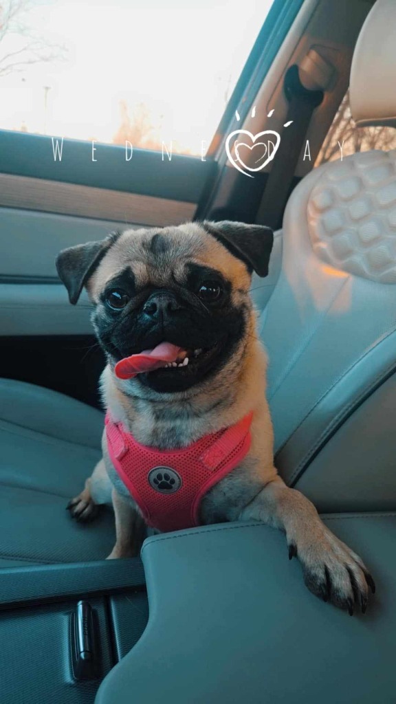 Penelope