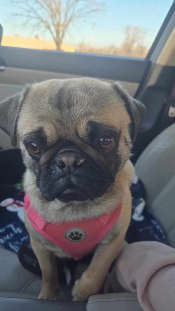 Penelope