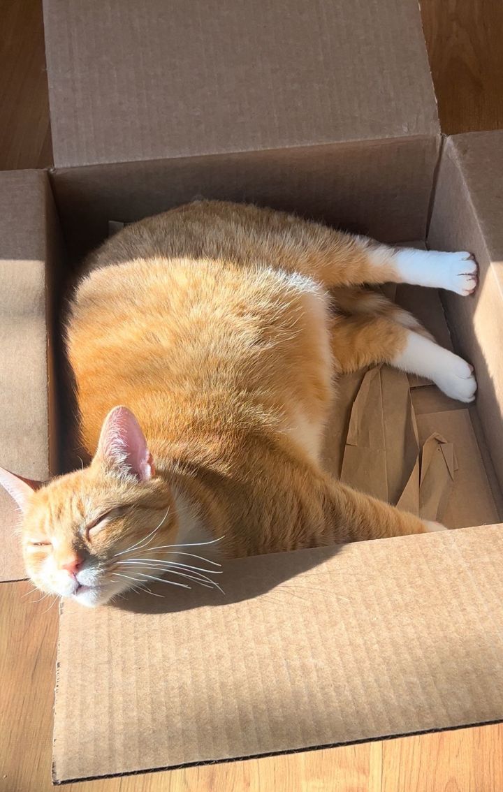 Mitts (Courtesy Post) 1