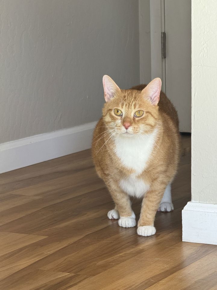 Mitts (Courtesy Post) 3