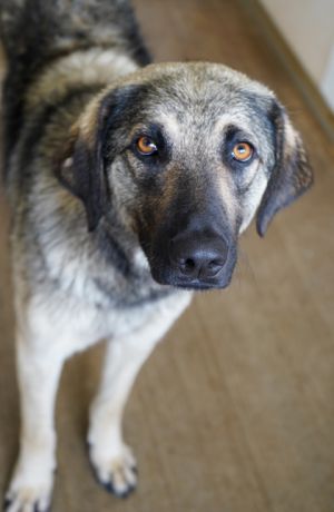 Pepper