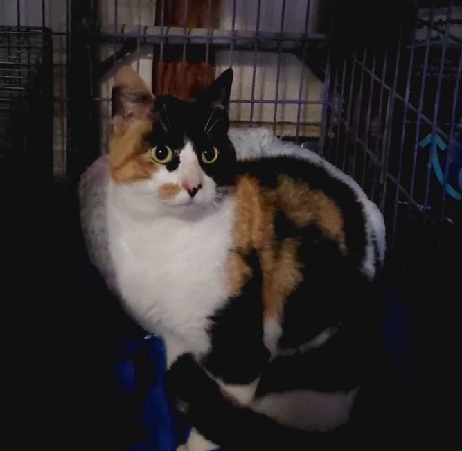 Cleopatra