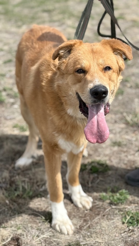 Bear, an adoptable Anatolian Shepherd, Great Pyrenees in Gillette, WY, 82716 | Photo Image 1