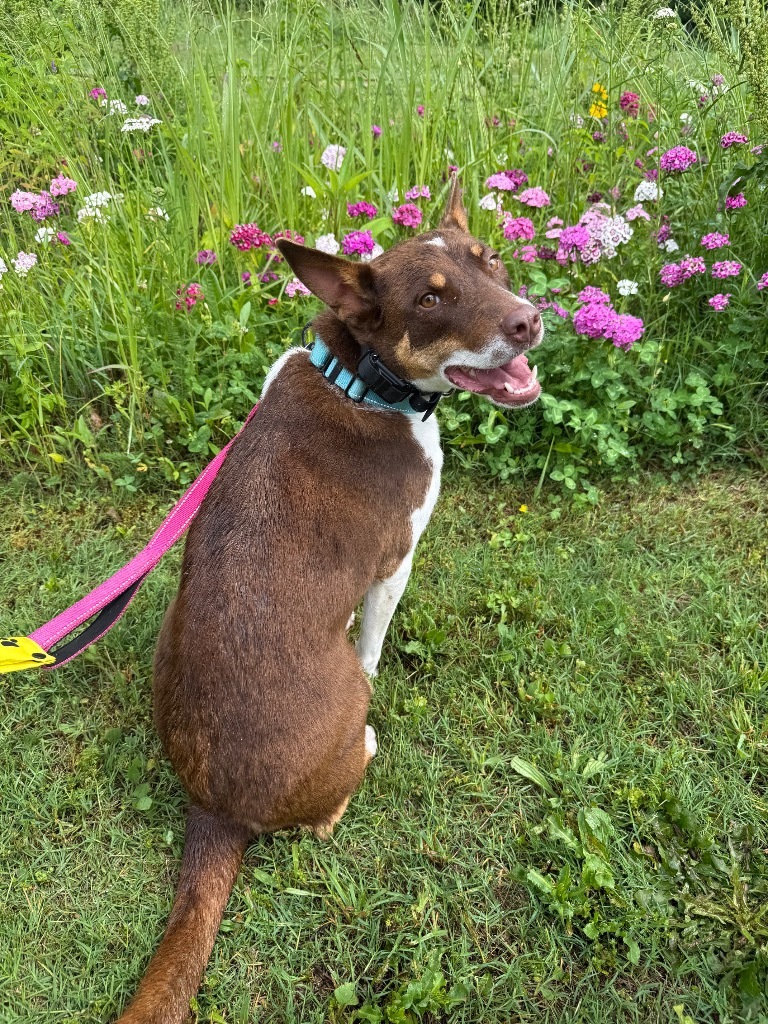 Ada