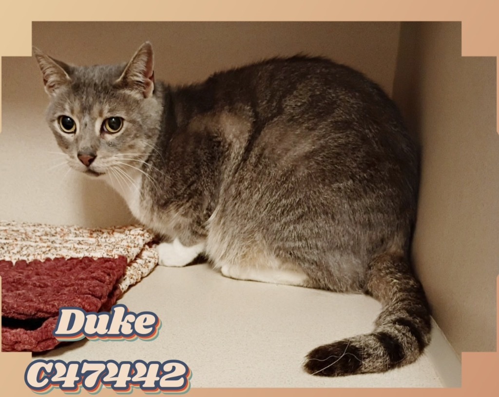 Duke