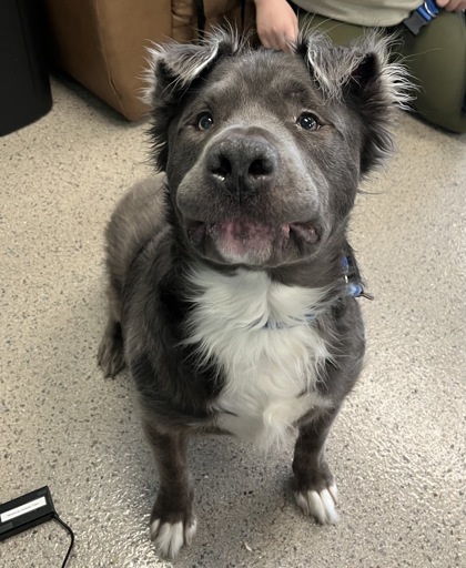 Thatcher (in foster)