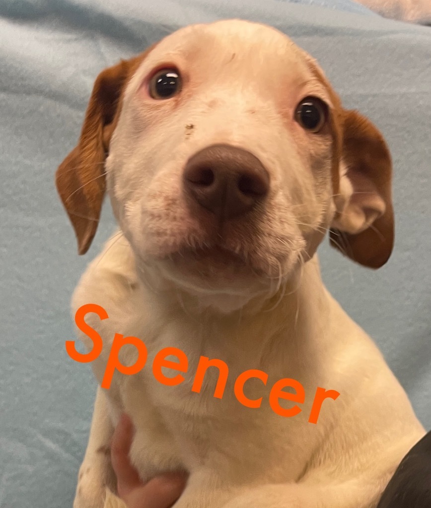 Spencer