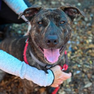 Rema is a playful one year old pup looking for a place to call home She has a stunning brindle