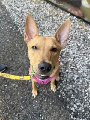 Meet Pluto This 5-month-old pup is full of love curiosity and puppy energy Pluto is still learni