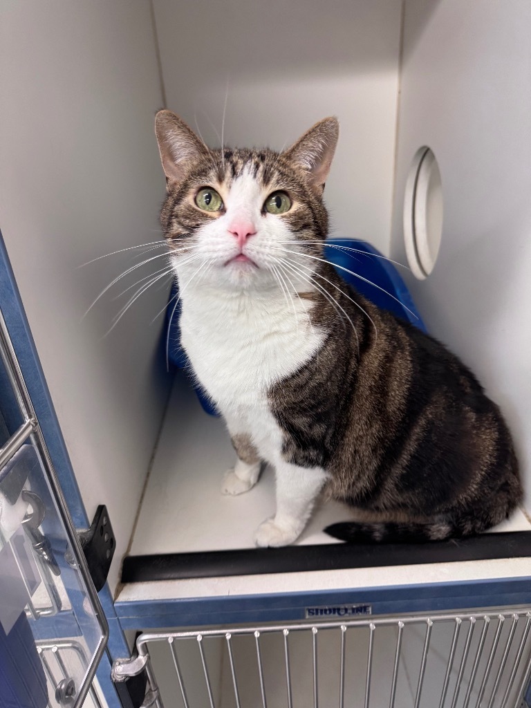 Phat Toni, an adoptable Domestic Short Hair in Crandon, WI, 54520 | Photo Image 1