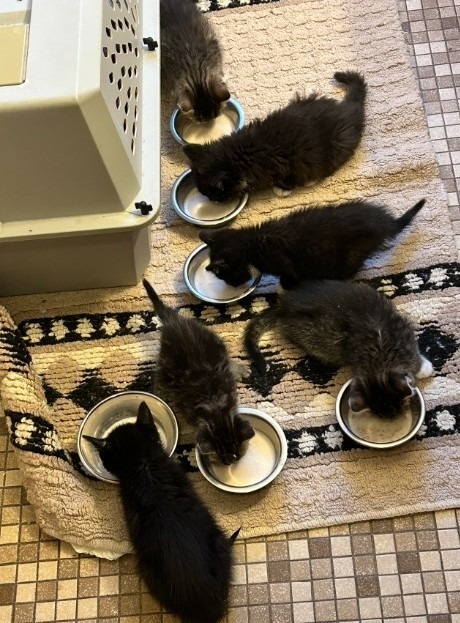 Flower Kittens_Lotus