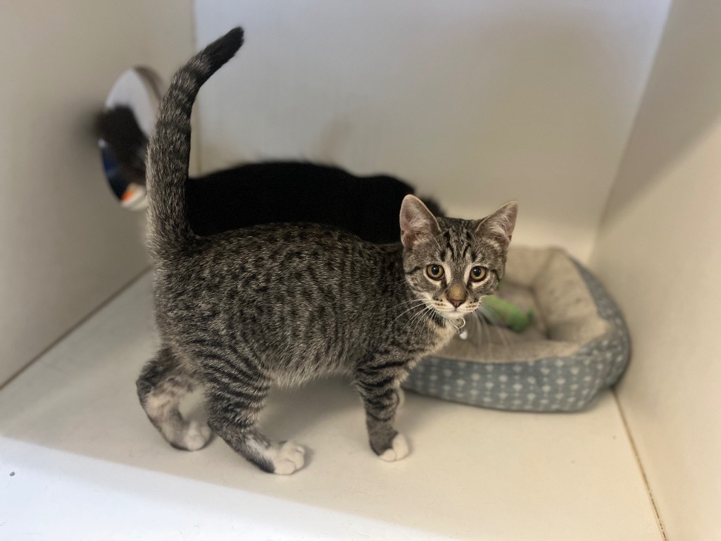 Flower Kittens_Lotus, an adoptable Domestic Medium Hair in Crandon, WI, 54520 | Photo Image 1