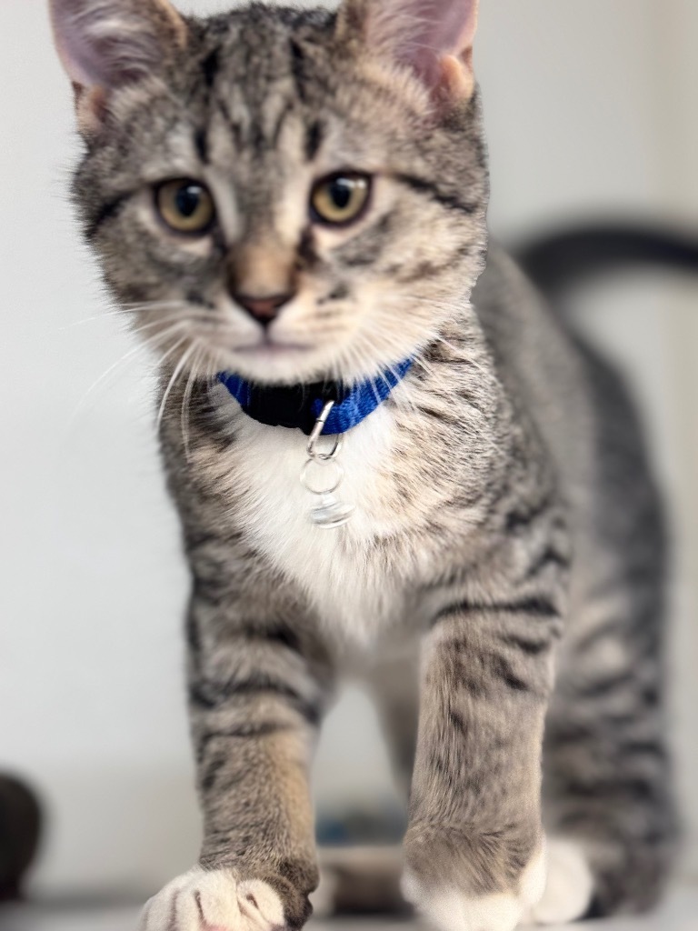 Flower Kittens_Snap Dragon, an adoptable Domestic Medium Hair in Crandon, WI, 54520 | Photo Image 1