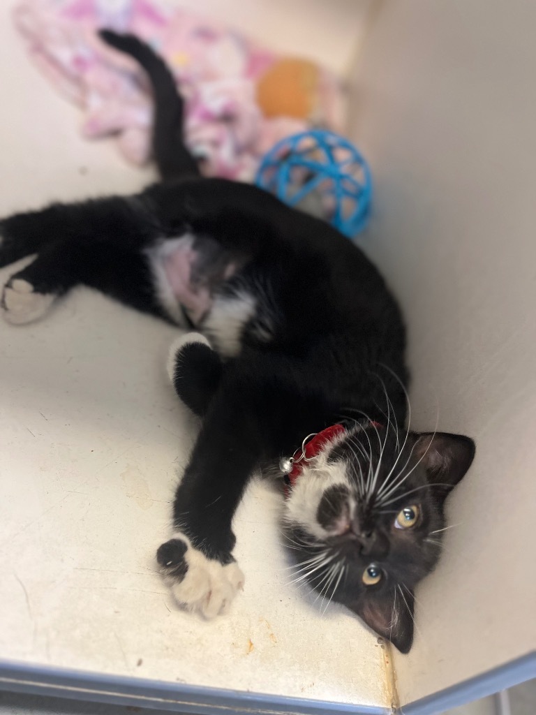 Flower Kittens_HollyHock, an adoptable Domestic Medium Hair in Crandon, WI, 54520 | Photo Image 1