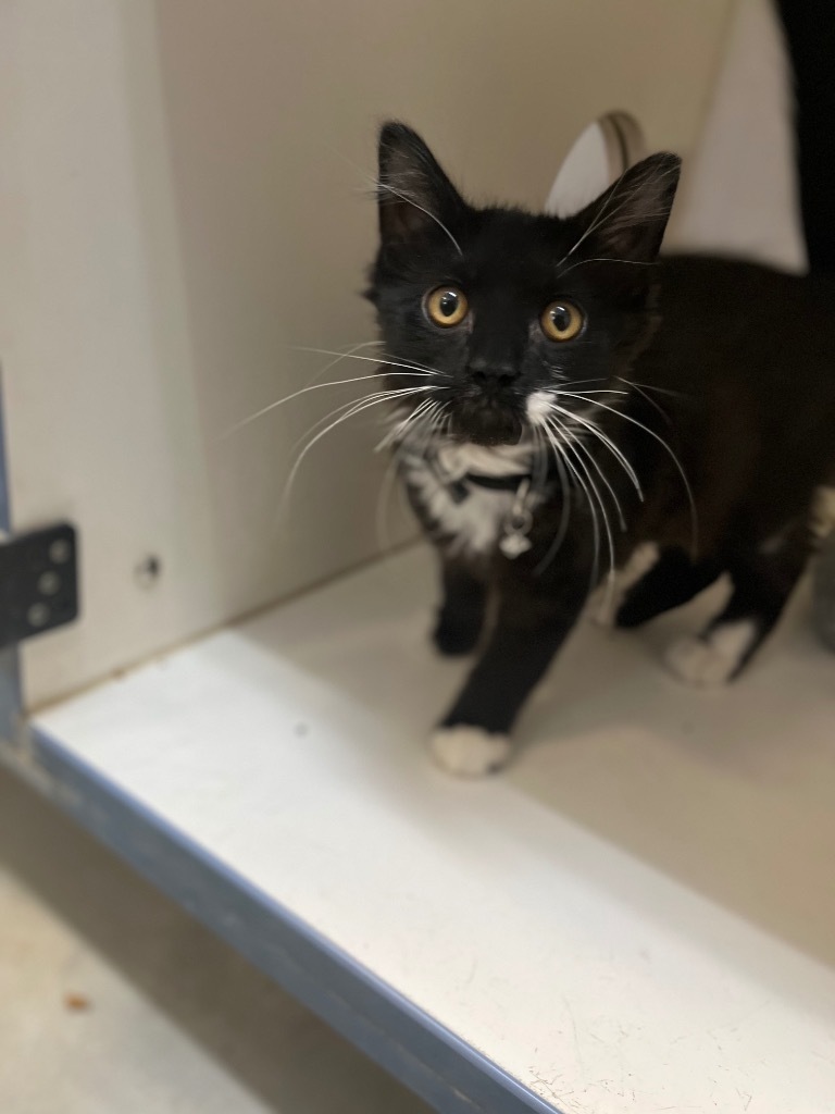 Flower Kittens_Midnight Gladiolias, an adoptable Domestic Long Hair in Crandon, WI, 54520 | Photo Image 1