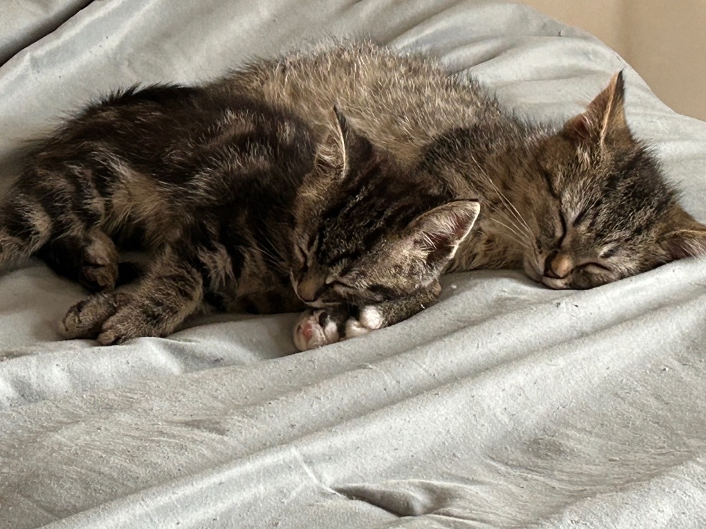 Flower Kittens_Azalea