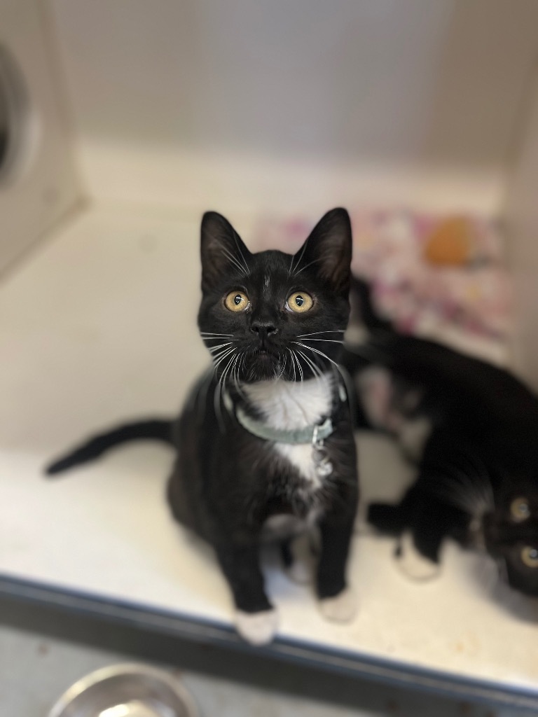 Flower Kittens_Azalea, an adoptable Domestic Medium Hair in Crandon, WI, 54520 | Photo Image 1