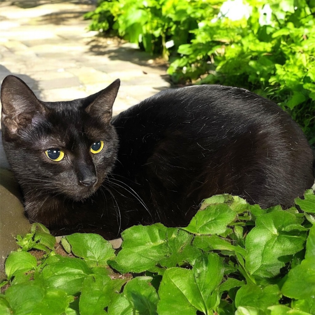 Mae