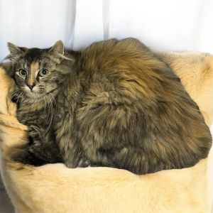 Shellie, Young Female Domestic Long Hair