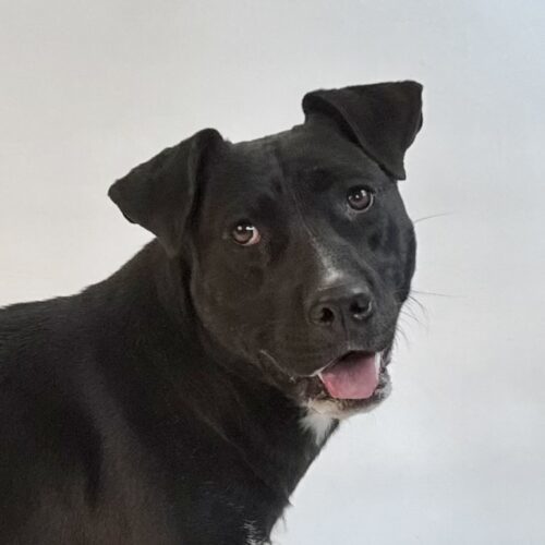 Oreo, an adoptable Bull Terrier, Black Labrador Retriever in Dillon, MT, 59725 | Photo Image 1
