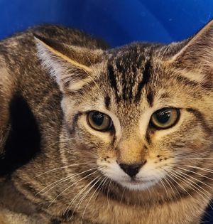 Tucker, Young Male unknown