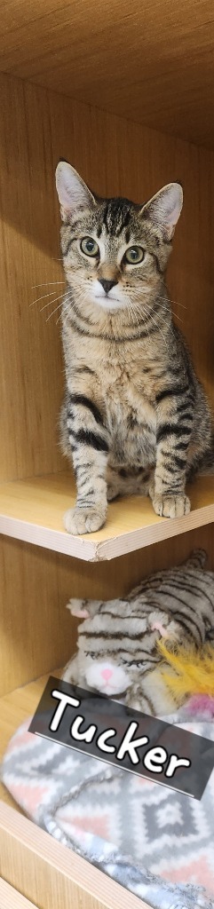 Tucker, Young Male unknown