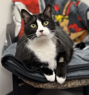 Millie, Senior Female Domestic Short Hair