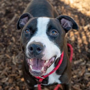 Bruce is a sweet wiggly boy with a heart full of joy and a passion for toys Hes a friendly