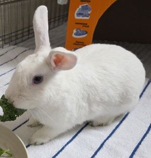Gipfel