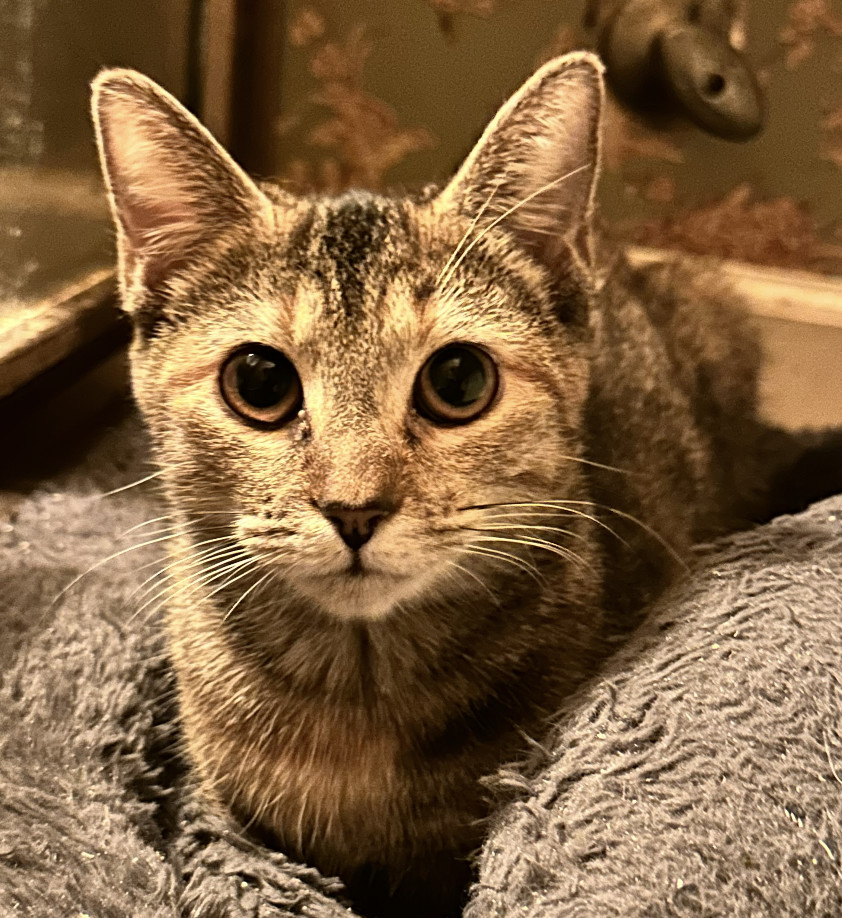 Fara