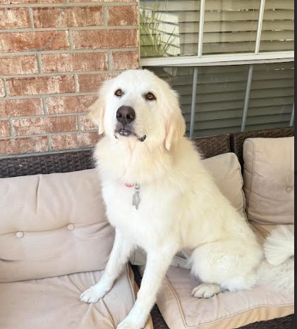 LuLu HTX
