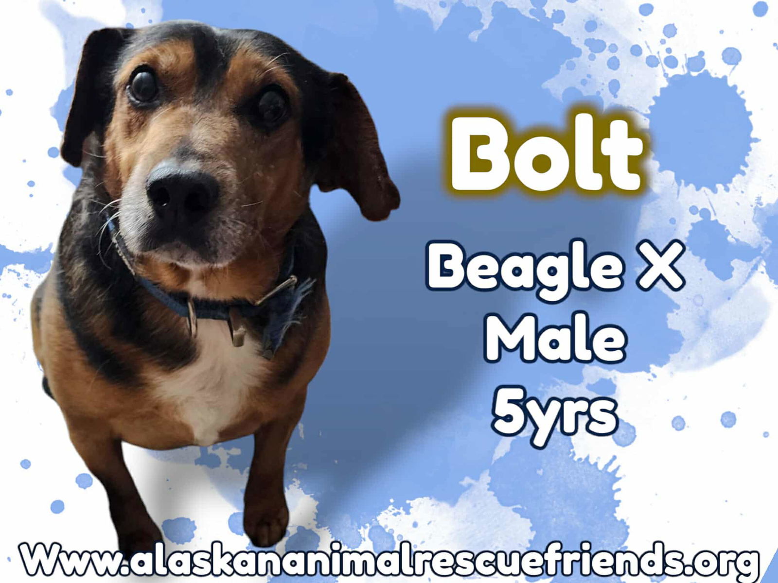 Bolt