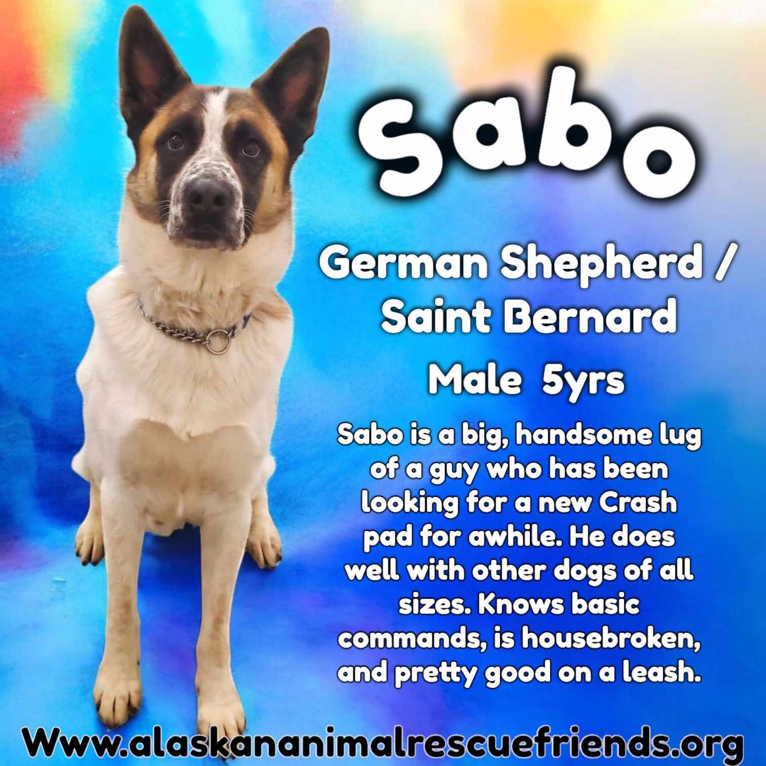 Sabo, an adoptable Husky, German Shepherd Dog in Anchorage, AK, 99503 | Photo Image 1