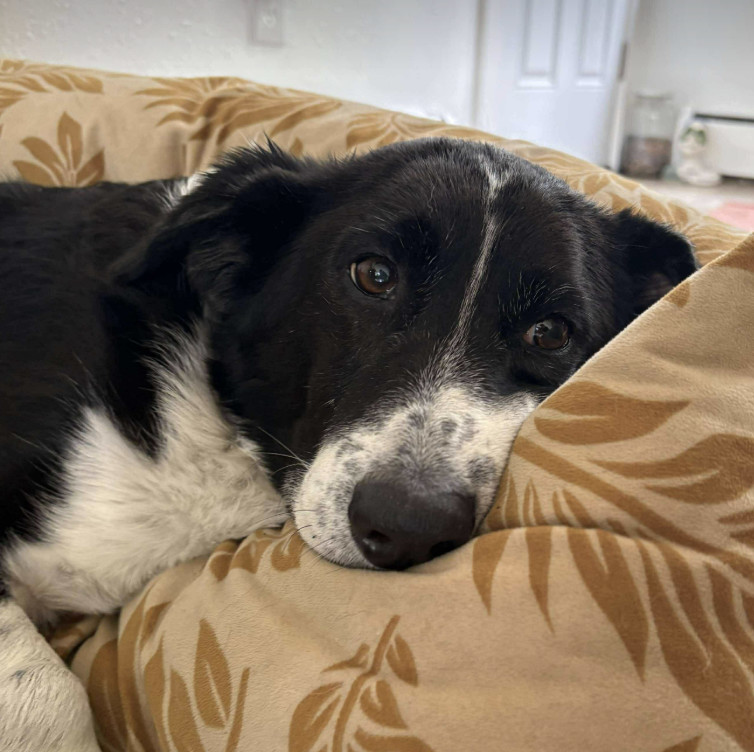 Percy, an adoptable Border Collie, Hound in Anchorage, AK, 99503 | Photo Image 1