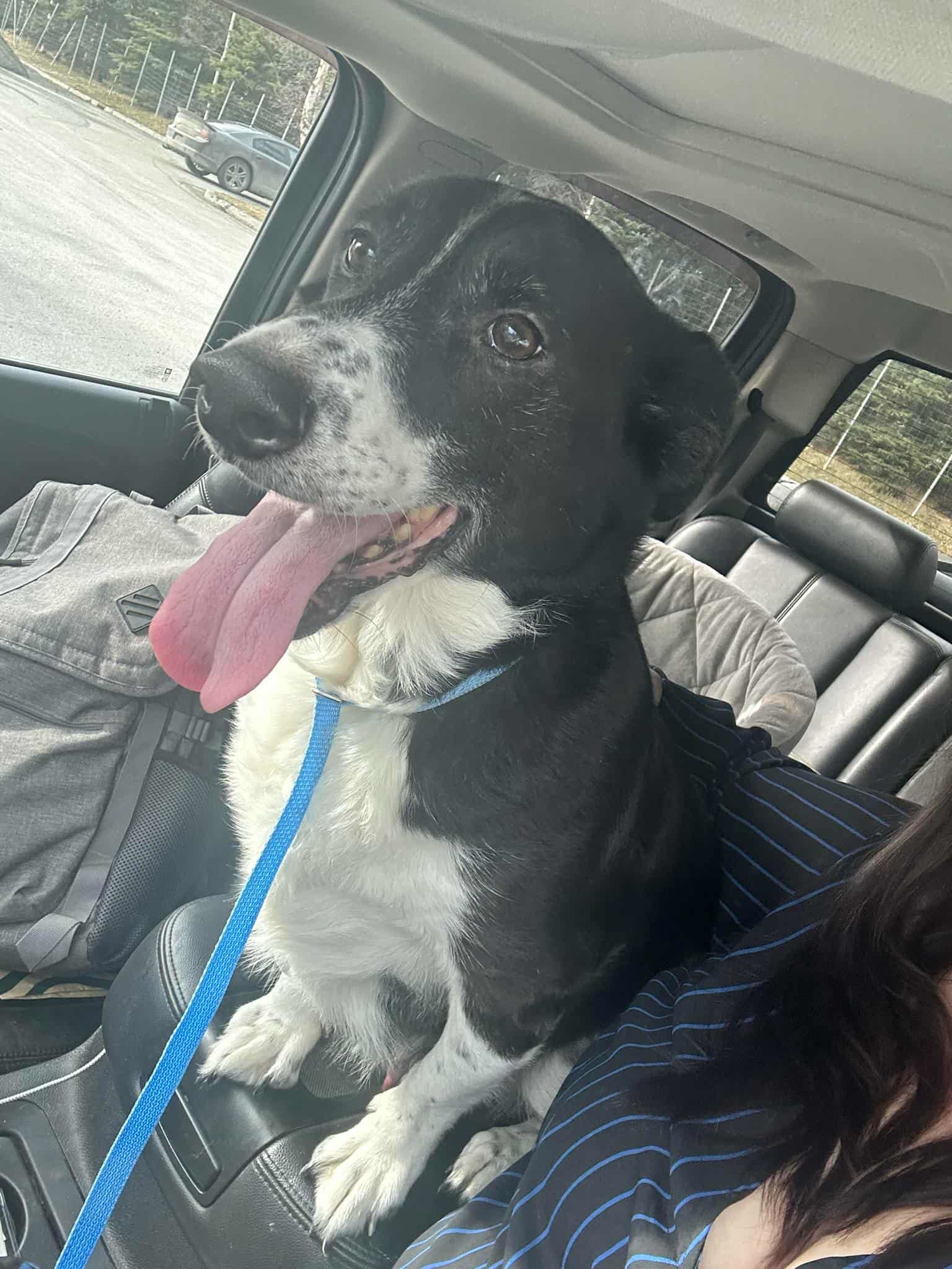 Percy, an adoptable Border Collie, Hound in Anchorage, AK, 99503 | Photo Image 2