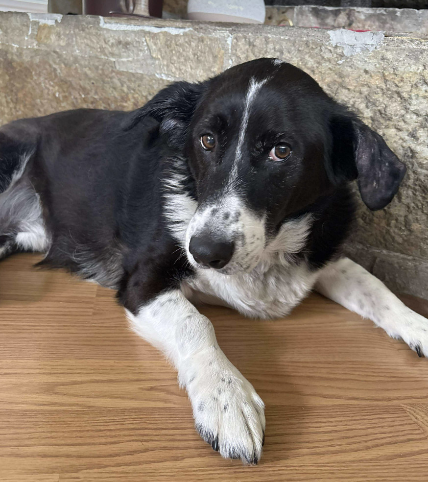 Percy, an adoptable Border Collie, Hound in Anchorage, AK, 99503 | Photo Image 2