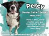 Percy photo 3
