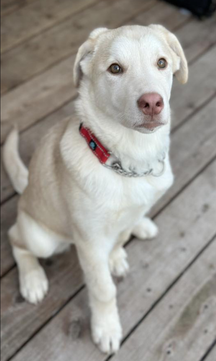 Buttercup (Henna), an adoptable Labrador Retriever in Anchorage, AK, 99503 | Photo Image 1