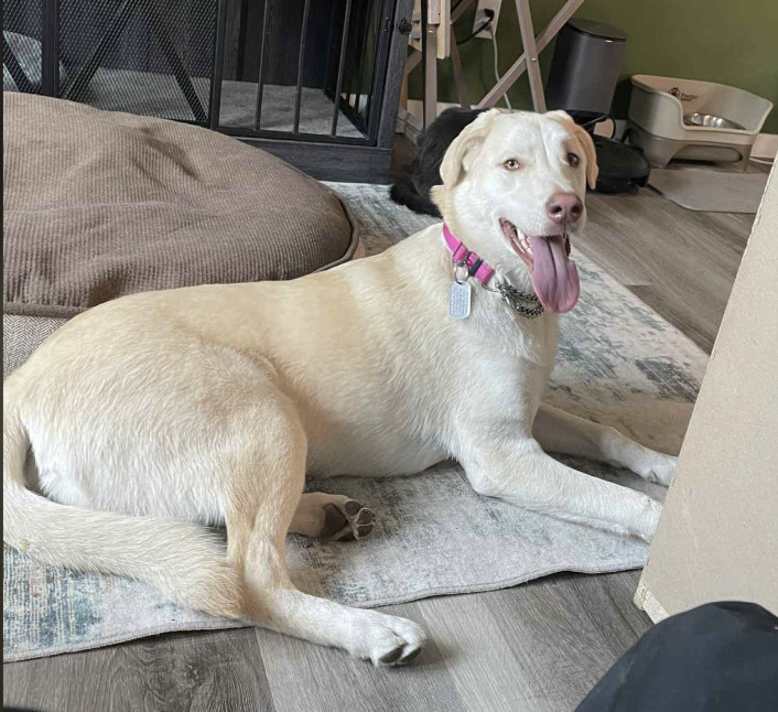 Buttercup (Henna), an adoptable Labrador Retriever in Anchorage, AK, 99503 | Photo Image 2