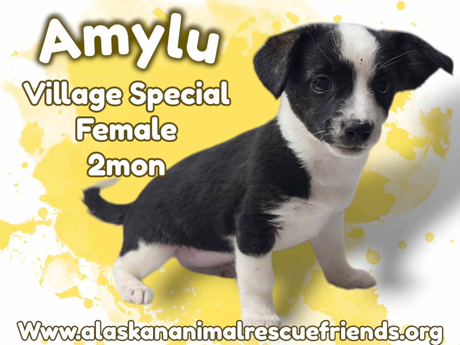 Amylu