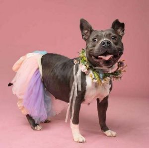 Icey American Staffordshire Terrier Dog
