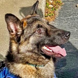 Rocky German Shepherd Dog Dog