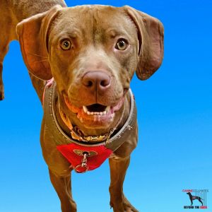 Pebbles Vizsla Dog