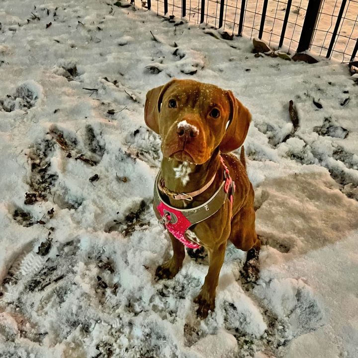 Pebbles 2