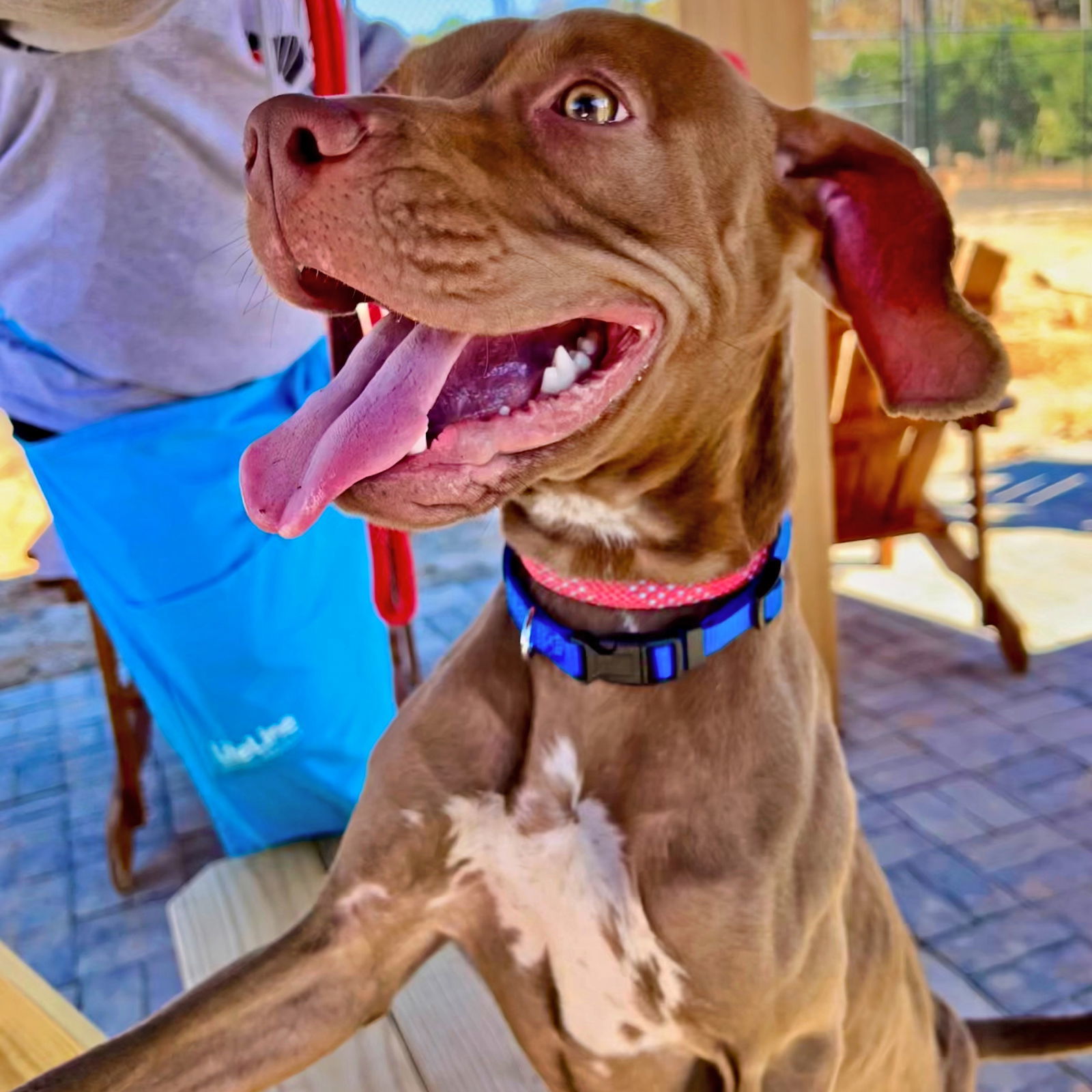 Pebbles, an adoptable Vizsla in Atlanta, GA, 30318 | Photo Image 3