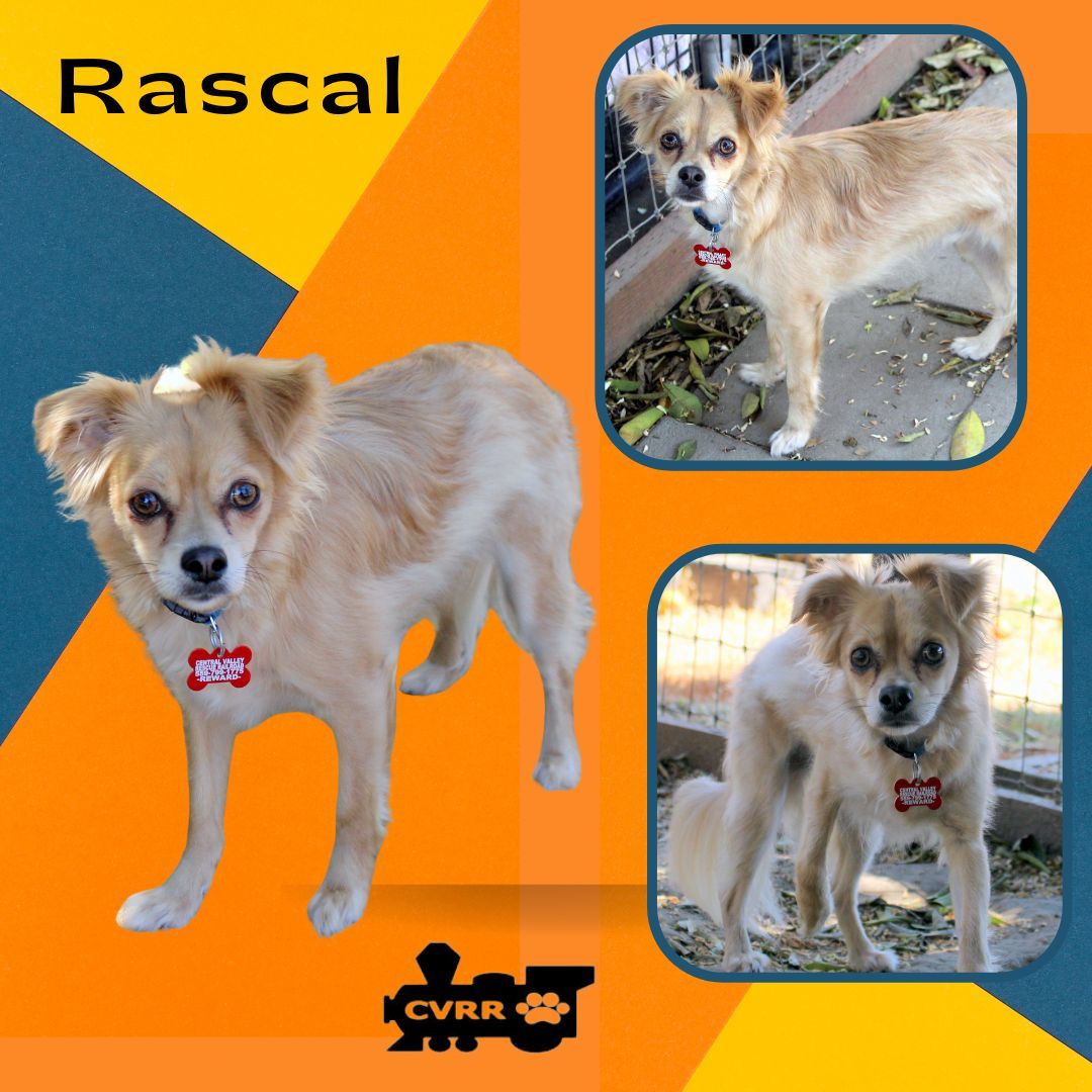Rascal