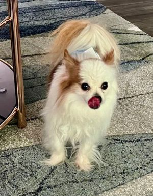 My name is Spike Vaughan and Im a nine-year-old 5-pound cutie patootie Papillon mix I like bein